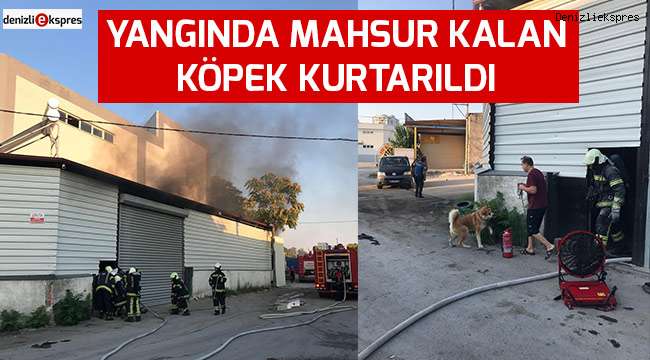 Yangında mahsur kalan köpek kurtarıldı