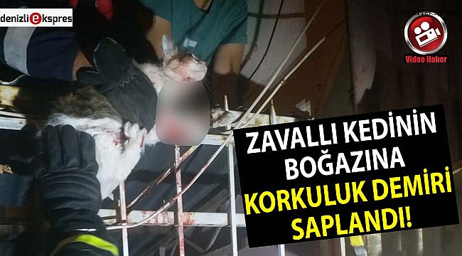 Zavallı kedinin boğazına korkuluk demiri saplandı!