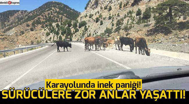 Başıboş inekler sürücülere zor anlar yaşattı!