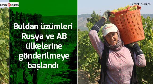 Buldan üzümleri Rusya ve AB ülkelerine gönderilmeye başlandı