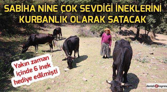 Sabiha nine ineklerini kurbanlık olarak satacak