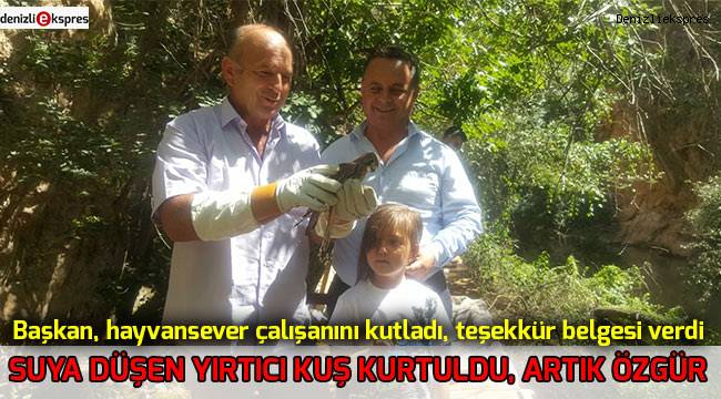 Suya düşen yırtıcı kuş kurtuldu, artık özgür