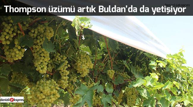 Thompson üzümü artık Buldan'da da yetişiyor