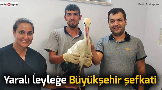 Yaralı leyleğe Büyükşehir şefkati