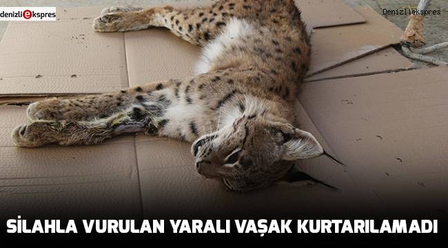 Silahla vurulan yaralı vaşak kurtarılamadı