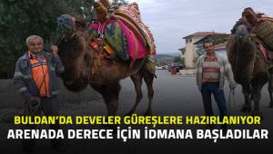 Buldan'da develer yarışlara hazırlanıyot
