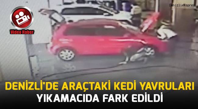 Denizli'de araçtaki kedi yavruları, yıkamacıda fark edildi