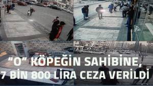 Kediyi öldüren köpeğin sahibine 'basit yaralama' suçundan işlem yapıldı