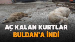 Aç kalan kurtlar Buldan'a indi