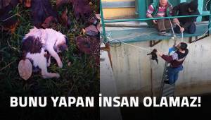Beslediği sokak hayvanlarının zehirlendiğini iddia eden kişi polise başvurdu.
