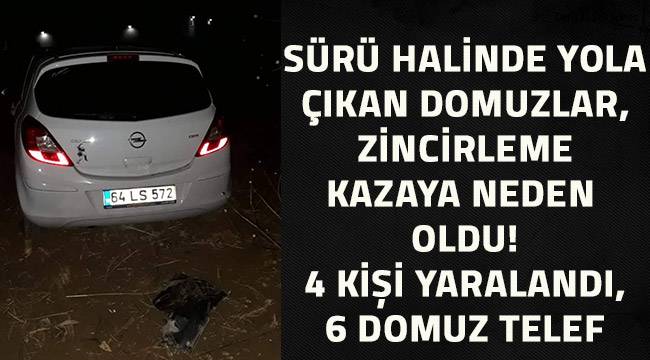 Denizli-Çivril İstikametinde yola sürü halinde çıkan domuzlar kazaya neden oldu