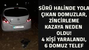 Denizli-Çivril İstikametinde yola sürü halinde çıkan domuzlar kazaya neden oldu