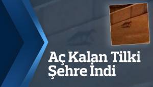Aç Kalan Tilki Şehre İndi