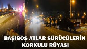 Başıboş atlar sürücülerin korkulu rüyası