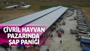 Canlı Hayvan Pazarında Şap Paniği