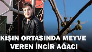 Denizli'de bir incir ağacı, ocak ayında meyve verdi