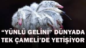 Denizli'de yeni bir bitki türü keşfedildi