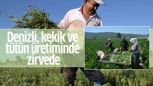 Denizli, kekik ve tütün üretiminde zirvede