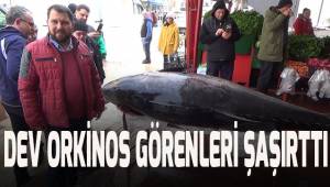 Dev orkinos 22 bin 500 TL’ye satıldı