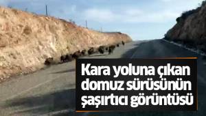Kara yoluna çıkan domuz sürüsünün şaşırtıcı görüntüsü