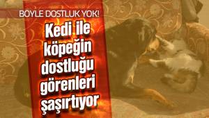 Kedi ile köpeğin dostluğu görenleri şaşırtıyor