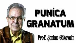 PUNİCA GRANATUM