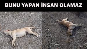 Sokak köpeği kulakları kesilip, gözlerine zarar verilerek telef edildi