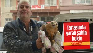 Tarlasında yaralı şahin buldu