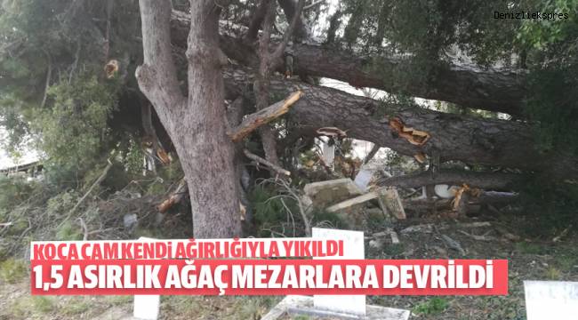 1.5 Asırlık Ağaç Mezarların Üzerine Yıkıldı