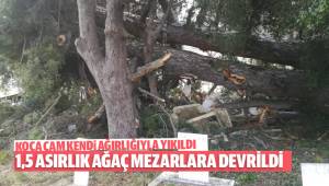 1.5 Asırlık Ağaç Mezarların Üzerine Yıkıldı