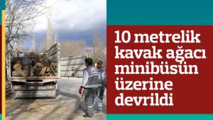 10 metrelik kavak ağacı minibüsün üzerine devrildi