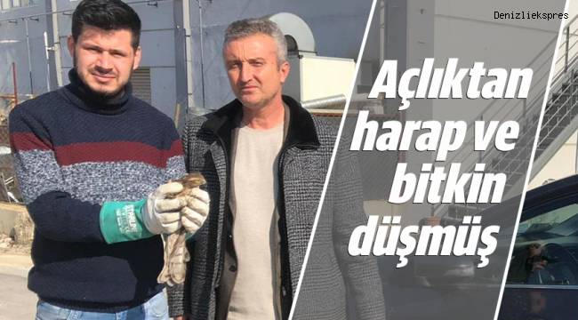 Açlıktan harap ve bitkin düşmüş