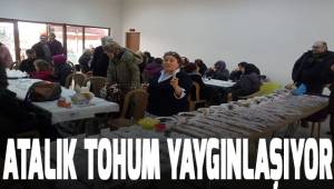 Atalık tohum yaygınlaşıyor