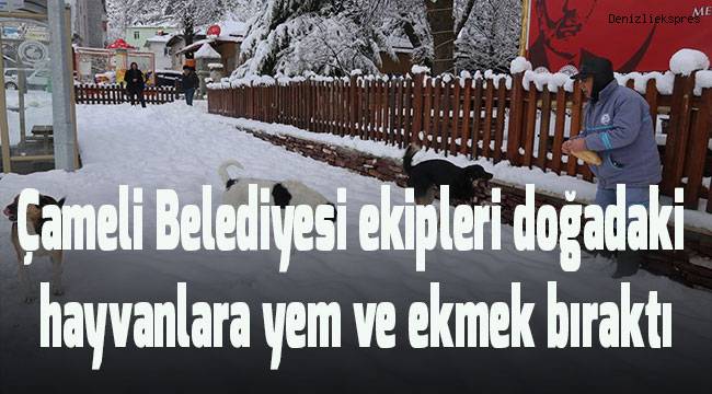 Belediyeden karda aç kalan hayvanlara yiyecek