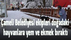 Belediyeden karda aç kalan hayvanlara yiyecek