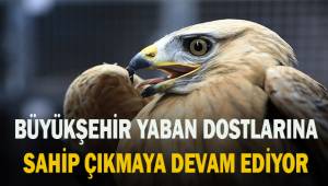 Büyükşehir yaban dostlarına sahip çıkmaya devam ediyor