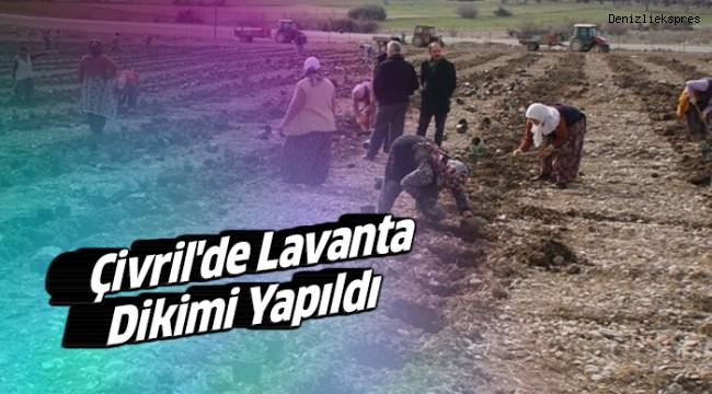 Çivril'de Lavanta Dikimi Yapıldı