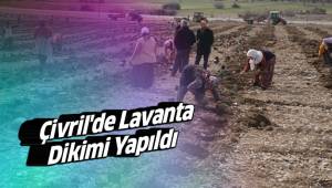 Çivril'de Lavanta Dikimi Yapıldı