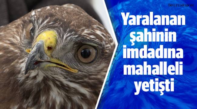 Dikenli tellere çarparak yaralanan şahinin imdadına mahalleli yetişti