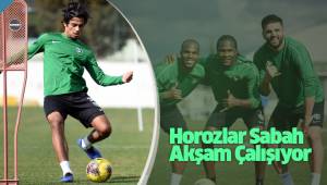 Horozlar Sabah Akşam Çalışıyor