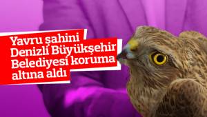 Yavru şahini Denizli Büyükşehir Belediyesi koruma altına aldı