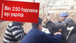 Bin 250 hayvana aşı yapıldı