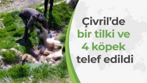 Çivril’de bir tilki ve 4 köpek telef edildi