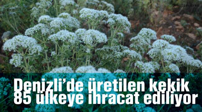 Denizli’de üretilen kekik 85 ülkeye ihracat ediliyor