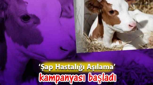 ‘Şap Hastalığı Aşılama’ kampanyası başladı
