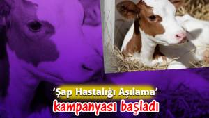 ‘Şap Hastalığı Aşılama’ kampanyası başladı
