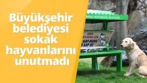 Büyükşehir belediyesi sokak hayvanlarını unutmadı