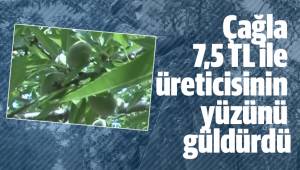 Çağla 7,5 TL'yi bulan satış fiyatı ile üreticisinin yüzünü güldürdü