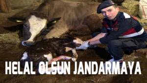 Helal olsun jandarmaya