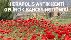 Hierapolis Antik Kenti gelincik çiçekleriyle bezendi